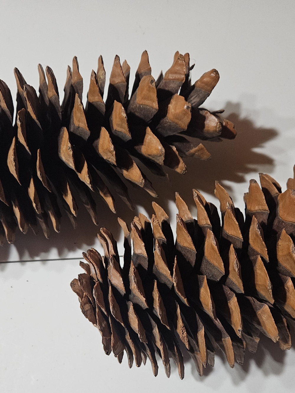 Large Sugar Pine Cones